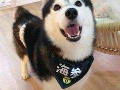 -Husky Go! 哈士奇体验馆·宠物咖啡厅狗咖