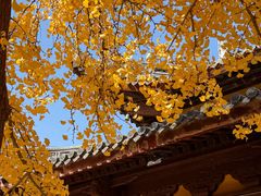 -龙华素斋(龙华路店)