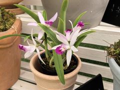 -上海鲜花港