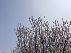 -巢湖姥山岛