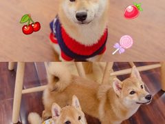 -豆柴町-柴犬主题狗咖(红鼎国际C座店)