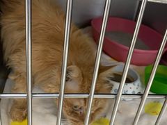 -纳吉亚猫专科动物诊疗中心(蒋宅口分院)
