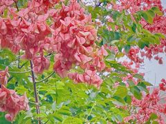 -广东中医药博物馆