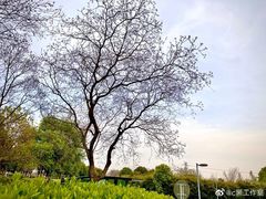 -九里河湿地公园
