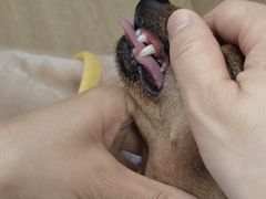 -北京观赏动物医院·24小时大型综合·猫专科·异宠专科