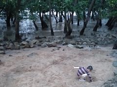 -宝安西湾红树林湿地公园