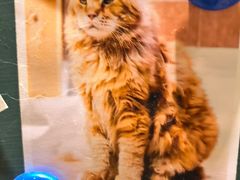 -藏猫猫咖啡主题馆(中央大道店)