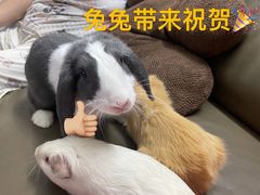 -BanCake·法式千层·拿破仑專門店