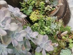 -尽善百年古院餐厅(王家老宅店)