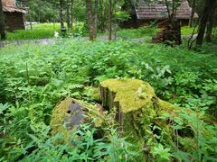 -五营红松林海景区