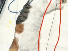 -北京观赏动物医院·24小时大型综合·猫专科·异宠专科
