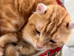 -平行世界·猫咖(首经贸店)