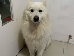 -辛巴宠物医疗中心·骨科·内分泌专科·心肾专科(亭林公园店)