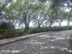 -黄埔古港
