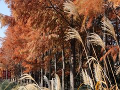 -上海长兴岛郊野公园