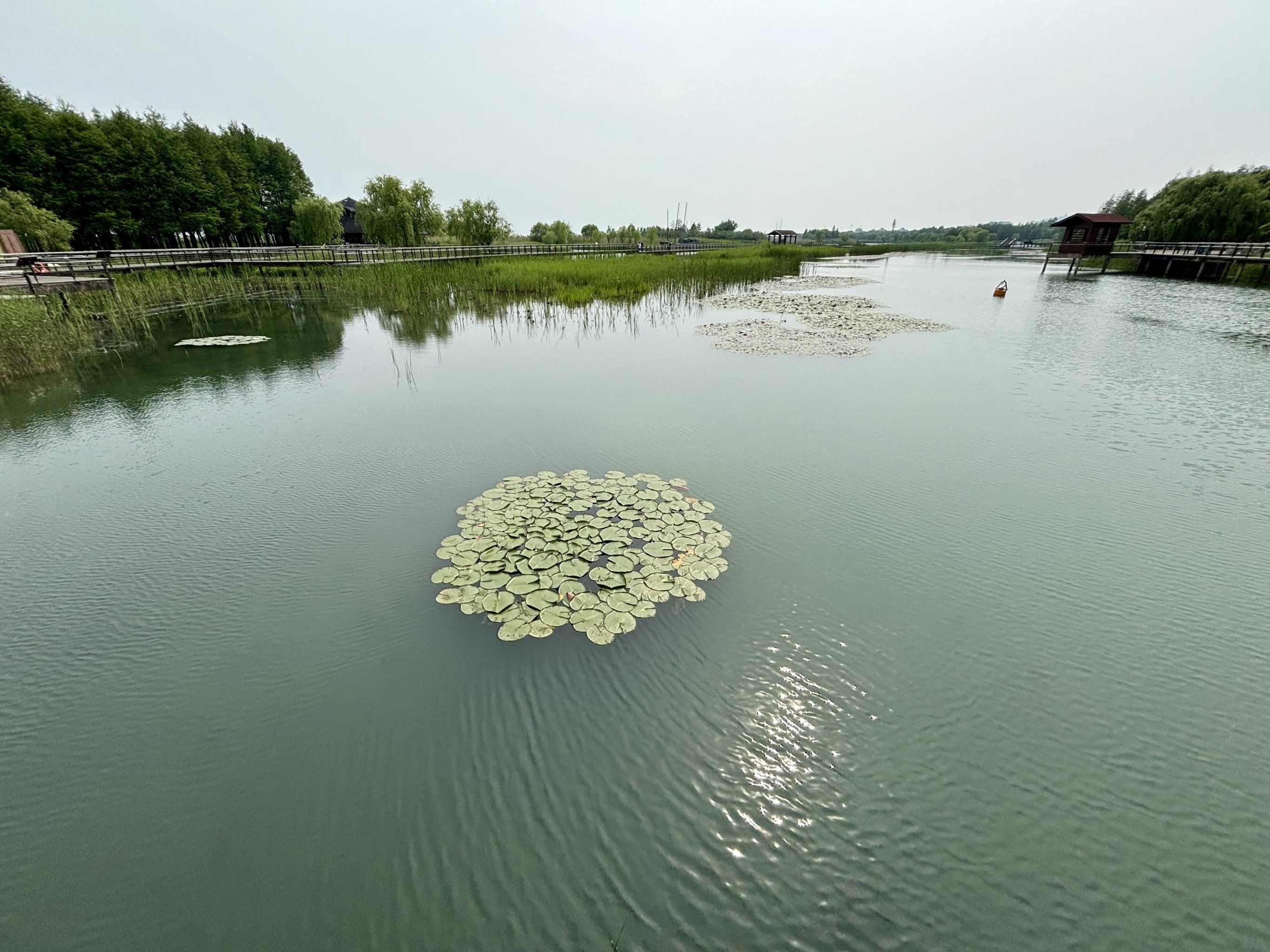 湿地公园