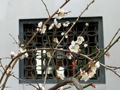 -上海醉白池公园