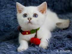 -lincat·猫舍(广州店)