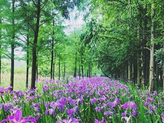 -上海长兴岛郊野公园