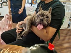 -柯斗斗主题餐厅·狗咖·围炉煮茶·茶饮(国瑞升平里店)