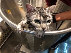 -PETKIT 小佩宠物·低压洗护·美容·寄养(安远店)