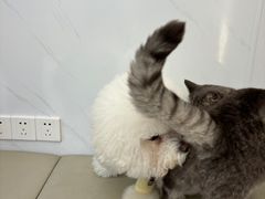 -瑞派康怡24h宠物医院·犬猫医疗中心·微创绝育(瑞景分院)