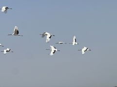 -盐城丹顶鹤湿地生态旅游区