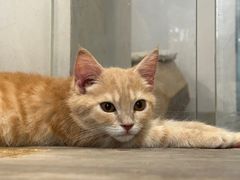 -楼上猫咖(罗湖店)