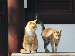 -秋霞圃