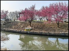 -鹅湖玫瑰文化园