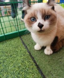 -萌宠亲子动物乐园(槐房万达店)