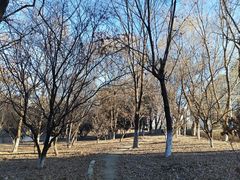 -长白岛森林公园