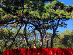 -北陵公园