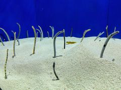 -上海海洋水族馆