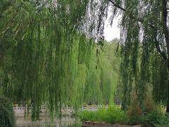 -莲花池公园