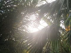 景点-呀路古热带植物园