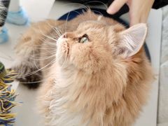 -平行世界·猫咖(首经贸店)
