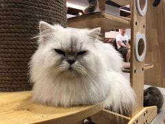 -more than meow吴止猫主题餐厅(承德 中船汇店)