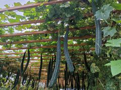 -中国天府农业博览园