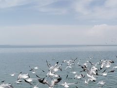 -青海湖国家重点风景名胜区