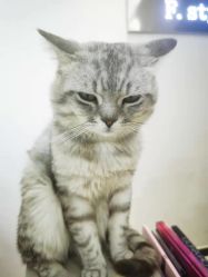 -飞梵造型