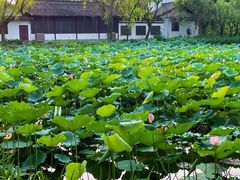 -西溪国家湿地公园