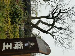 梅王-上海海湾国家森林公园