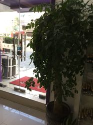 -寇氏拔罐减肥