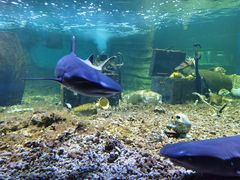 -秦皇岛乐岛海洋王国