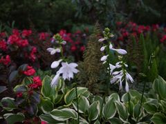 -庐山风景区花径公园