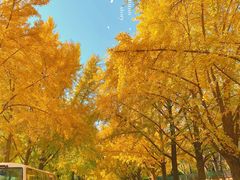 -三里屯东五街银杏大道