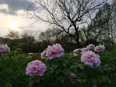 -洛阳市隋唐城遗址植物园