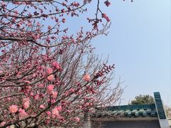 -国家植物园