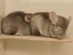 -龙猫仔乐园(惠福东路店)